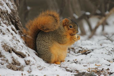 Michigan squirrels. Things To Know About Michigan squirrels. 
